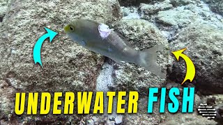 Diver Filming an Unaware Fish Up-Close