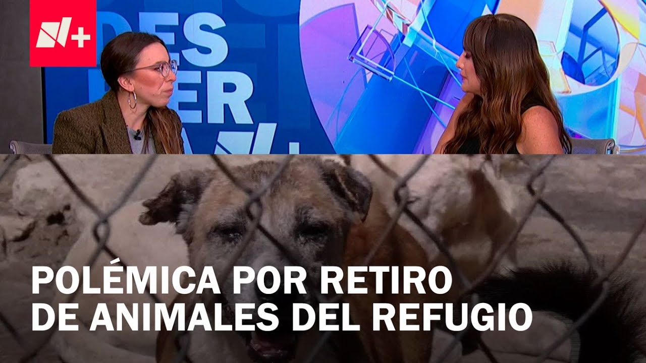 Ningún perrito se murió en el traslado del Refugio Franciscano: Julia Álvarez Icaza - Despierta
