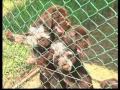 The German Wirehaired Pointer and The German Shorthaired Pointer - Pet Dog Documentary English
