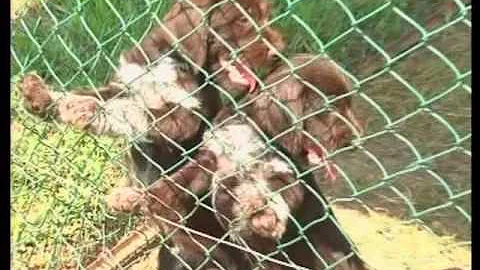 The German Wirehaired Pointer and The German Shorthaired Pointer - Pet Dog Documentary English - 天天要聞