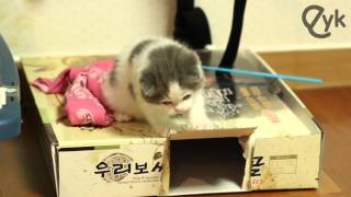 Cute Scottish Fold Kitten Nibbles a Box