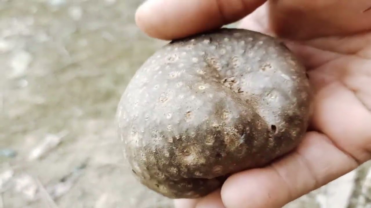 yawm ntsuab vaj.  ( qhia tshuaj kho  dev vwm tom & kho qog noj ntshab. 4/3/23