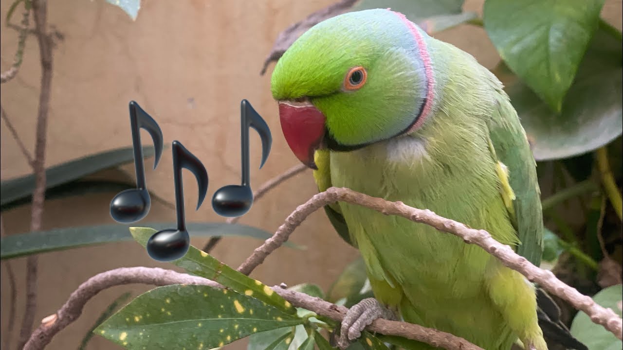 Amazing talking parrot #asmr #parrot #talkingparot (Episode-63)