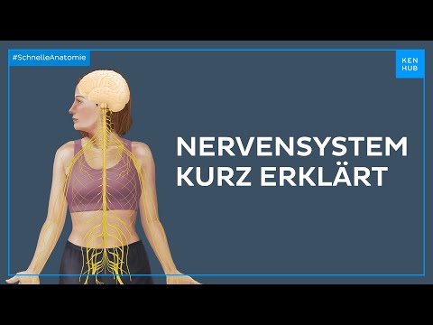 Nervensystem kurz erklärt - Anatomie einfach erklärt | Kenhub