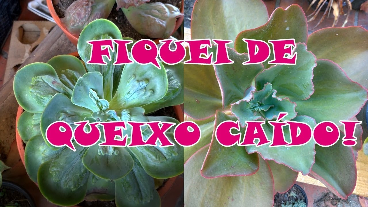 Suculentas gigantes que você não pode perder.