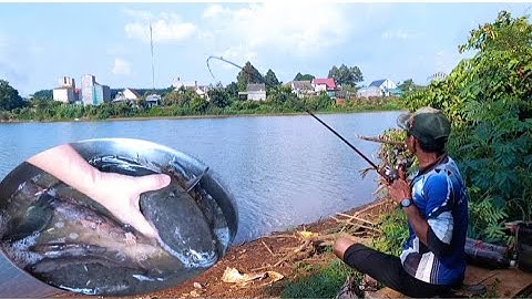 Câu cá lóc_Hành trình săn hàng Hugo (p12) @Hữunghị tv