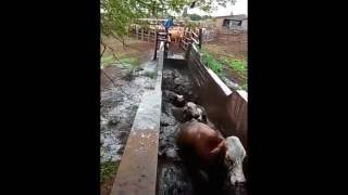 KZN farmer demonstrates cattle dipping process