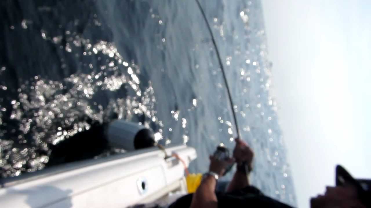 9/1/2012 Shark River Reef Albie Fishing