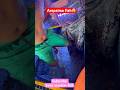 Arapaima fish attack 😱😱😱while fishing worlds biggest monster fish in India #fish #shorts