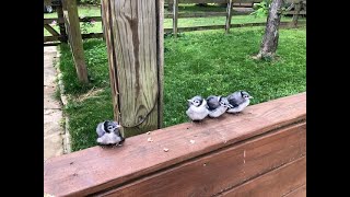 Baby Blue Jays Rescued After Crazy Derecho!