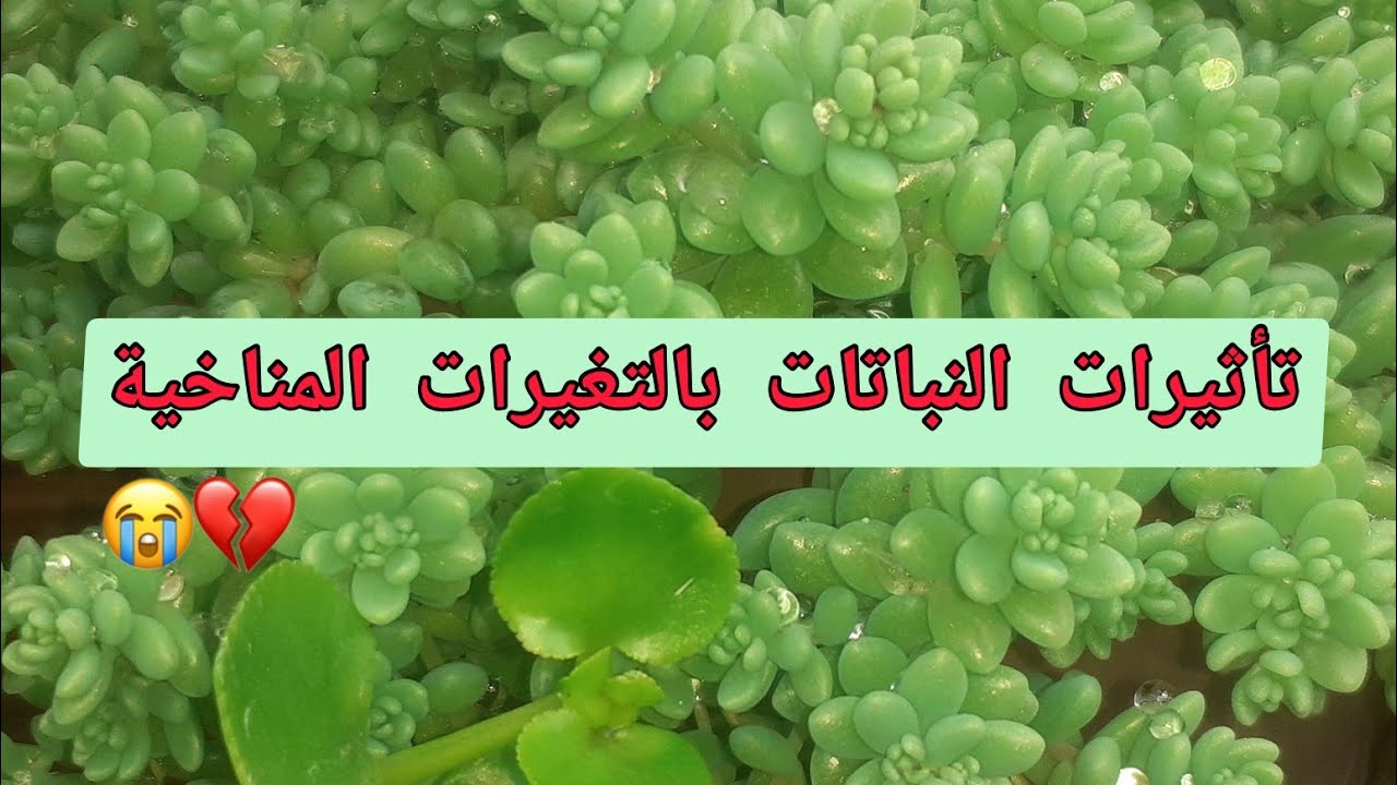 تأثير النباتات بالتغيرات المناخية 🌲🌼