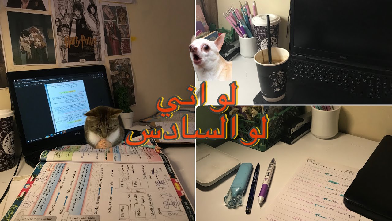 اني والسادس كاعد نلتقط انفاسنة الأخيرة || حصرة الأسد🦮