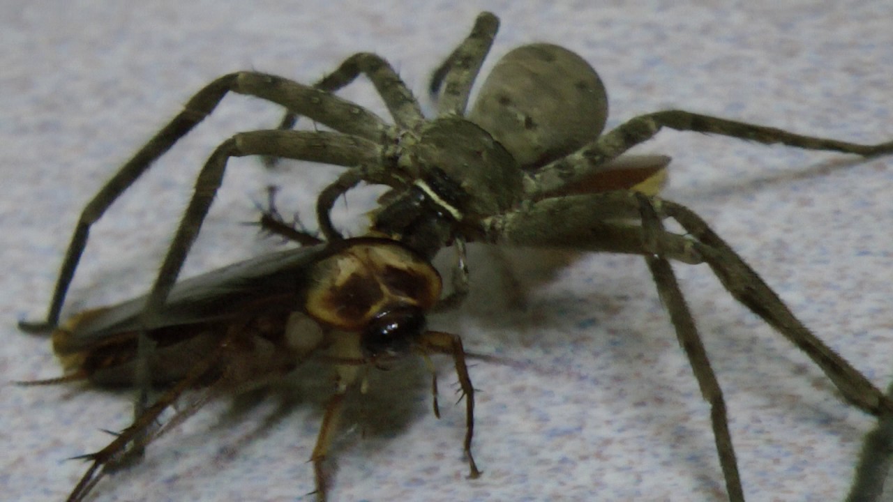 白額高腳蛛 旯犽 抓美洲蟑螂 影片與相片 賴鵬智的野fun特區 隨意窩xuite日誌