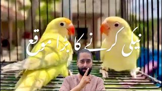 نیکی کرنے کا بڑا موقع|| Naveed Sheikh Commercial Birds Partner|5 Best Commercial Pairings #lovebirds