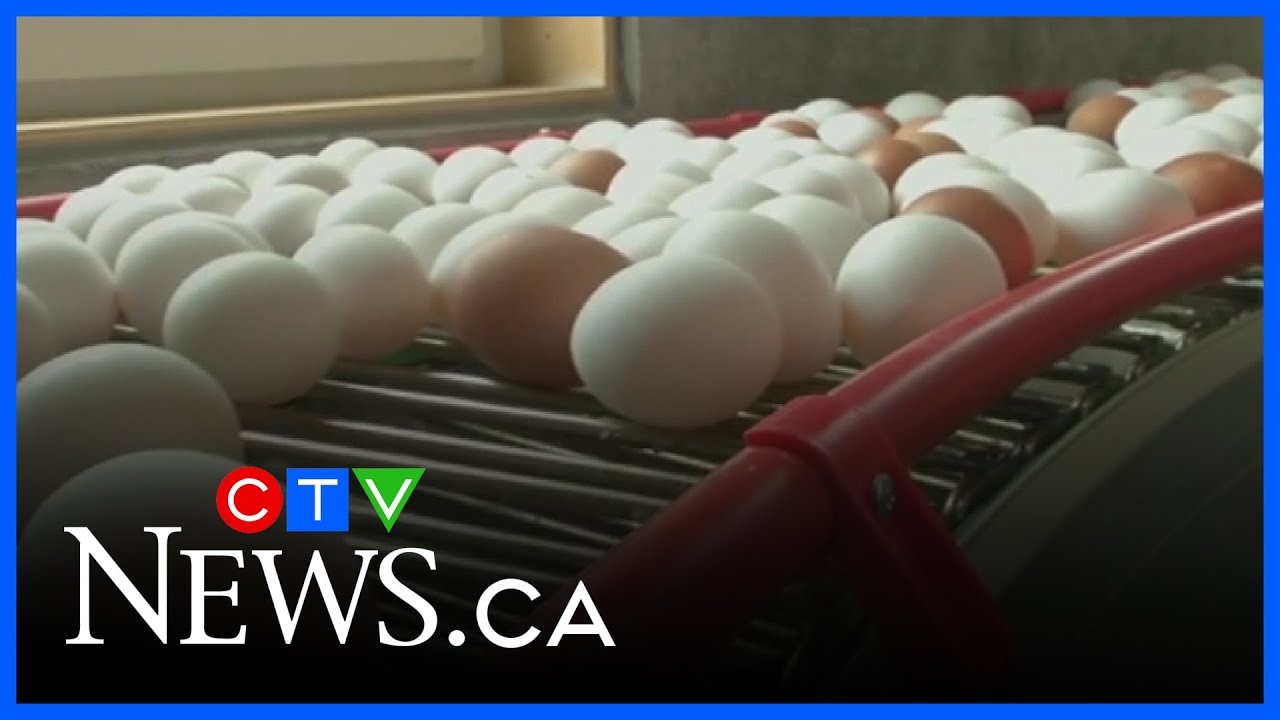 Manitoba egg farmers helping feed children in need