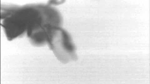 Bee flapping using high speed imaging