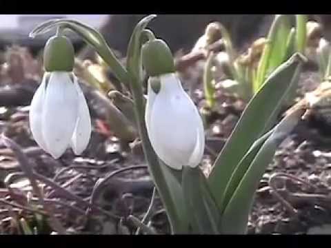 Ode To Spring
