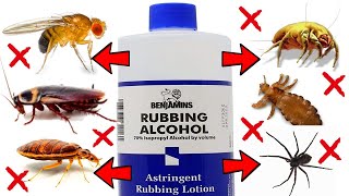 How to Use Rubbing Alcohol to Eliminate Pests in the House - DUST MITES, COCKROACHES, ANTS, FLIES...