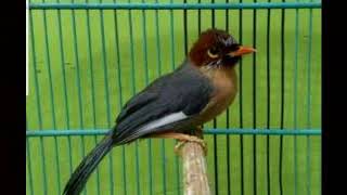 Suara HALUS poksay ini DAPAT MEMIKAT semua macam burung kicau yang anda miliki