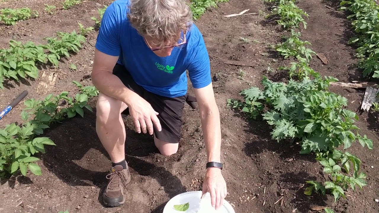 Are June Bugs And Potato Bugs The Same Are June Bugs And Potato Bugs The Same