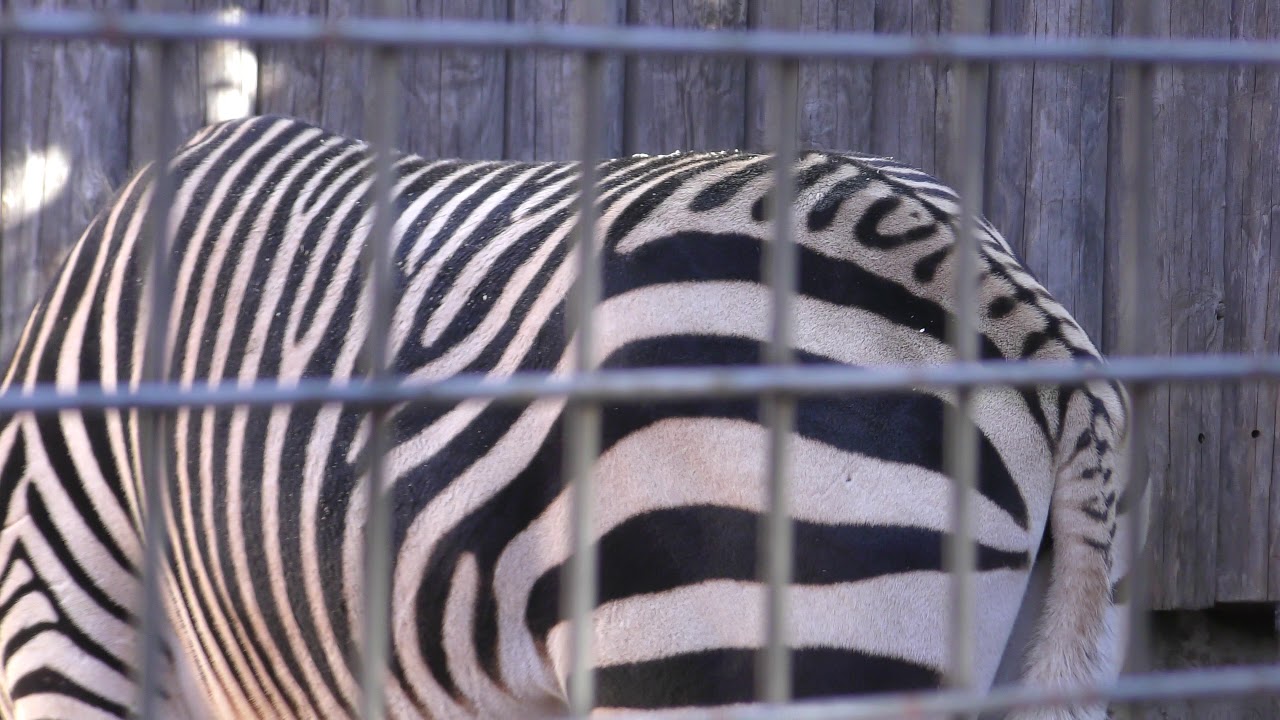Aoudad & Hartmann's mountain zebra (Ueno Zoological Gardens, Tokyo