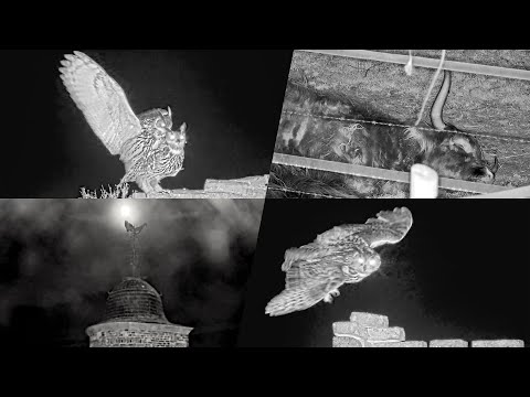 Eifel Nights in the Rhythm of Eagle Owls January 7-9 2026 live cam preview