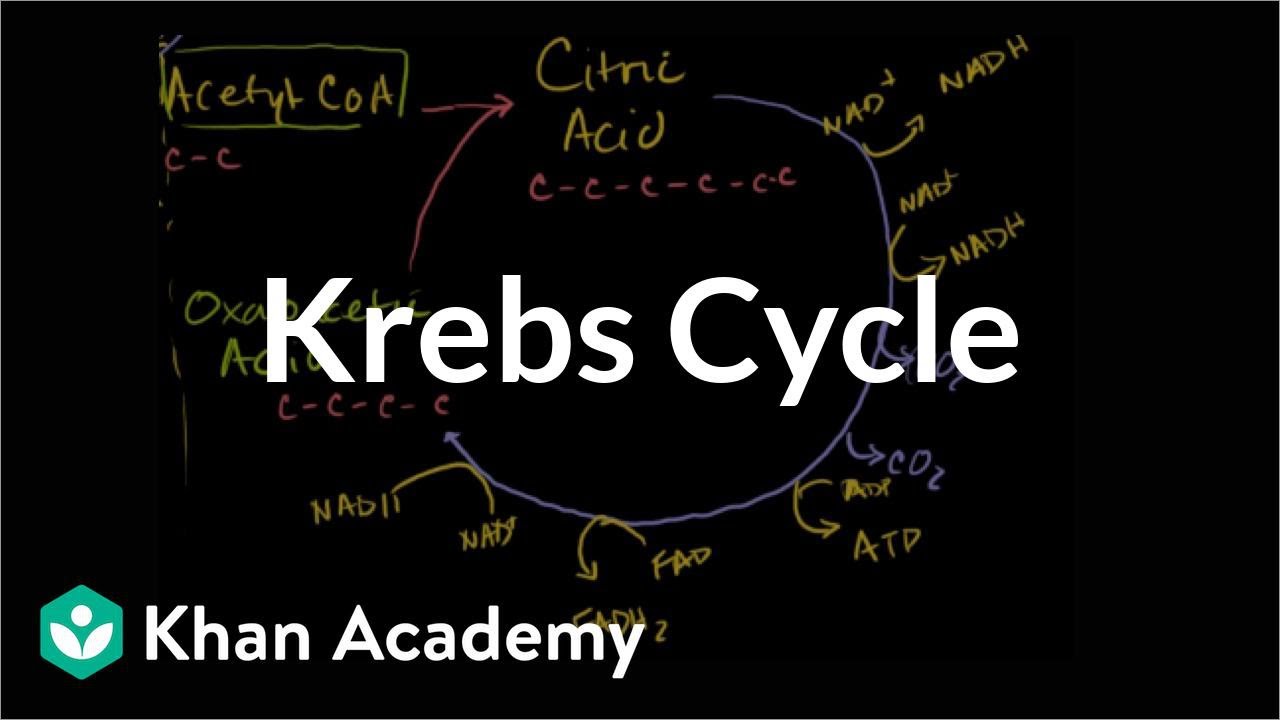 View Cellular Respiration Steps For Dummies Gif