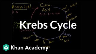Krebs / citric acid cycle | Cellular respiration | Biology | Khan Academy