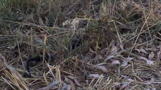 Red-Bellied Black Snake Taking A Pee