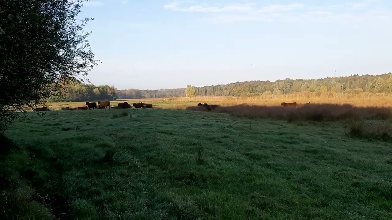 Schotse Hooglanders