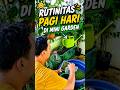Rutinitas pagi hari di mini garden #berkebun #ternaklele #gurame #kulawargibaraya #ketahananpangan