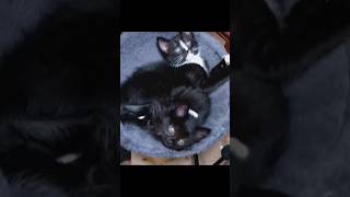 cutest kittys play adorable catfancy cat meowfypシ゚viral foryou shorts cutecatfyp kittens 