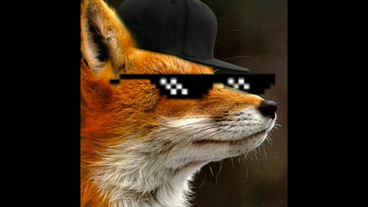 Лиса в очках картинки