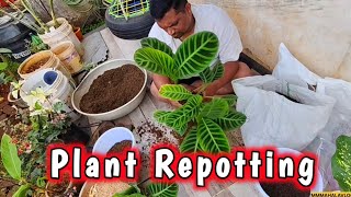 Indoor Plant Repotting 🌿 | Healthy Growth Mate Perfect Soil Mix | MMMahla Vlogs