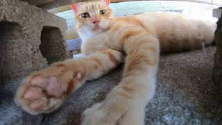 野良猫達が日陰で暑さをしのぐ