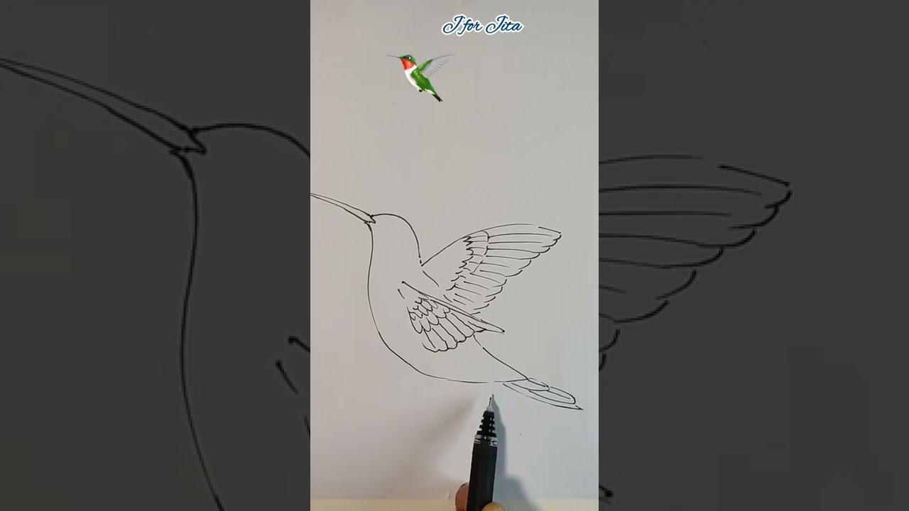 Hummingbird Drawing Tutorial. 