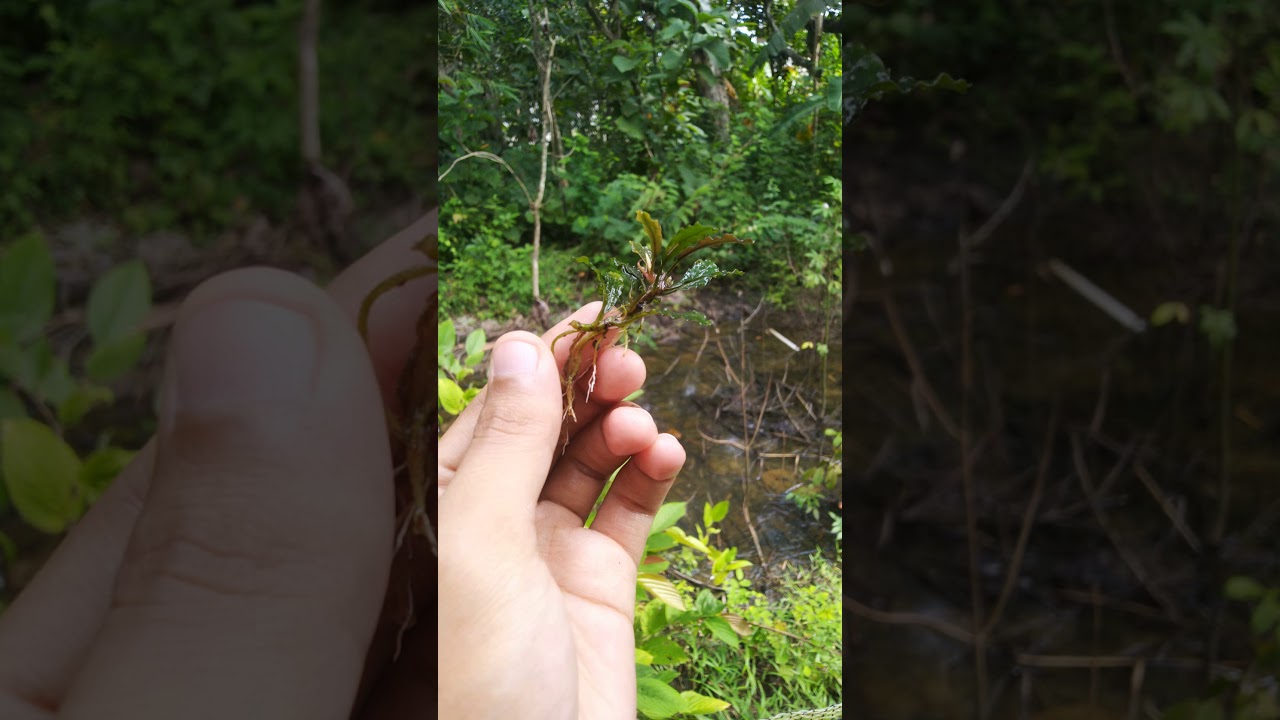 Buchepalandra Brownie Blue