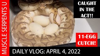 MONSTER BALL PYTHON CLUTCH! Plus, MY BIGGEST BOA! Net Worth