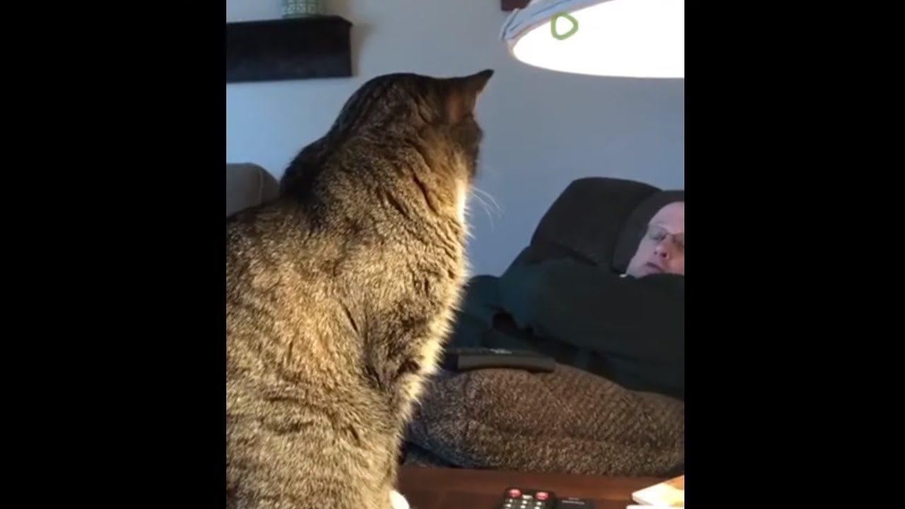 funny cats sleeping in weird positions compilation 2014 funnyplox Rude cat humorously wakes up owner