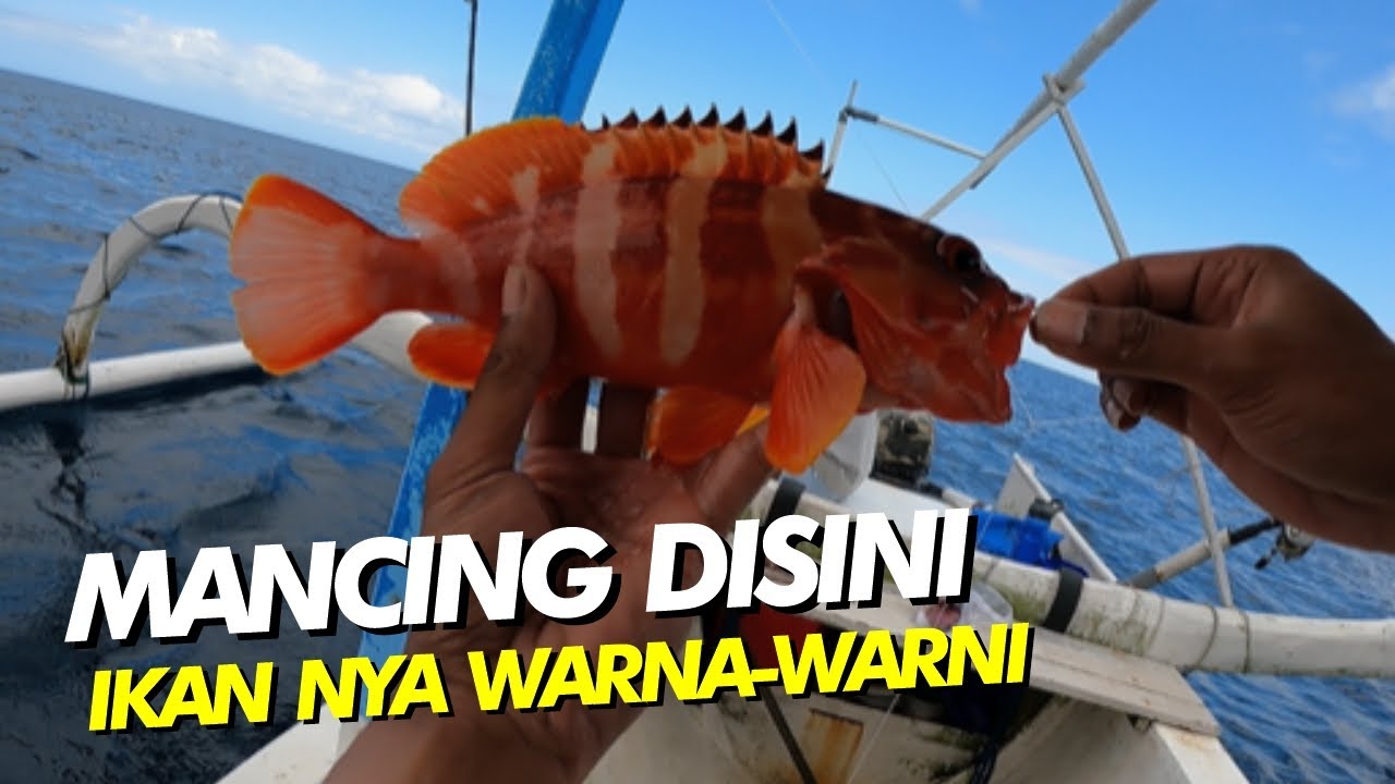 NGERI..!! PLUNG NYUUT.. SPOT KERAPU MERAH (PART 2) 