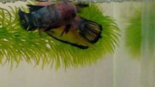 Breeding HMPK Plat/Marble Dragon Betta Pair Spawning Breeding HMPK Plat/Marble Dragon Betta Pair Spawning