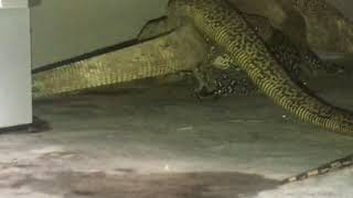 Varanus hybrid? Varanus nebulosus x Varanus indicus..Lizard monitor breeding