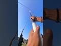 gagal ope #kite #layangan
