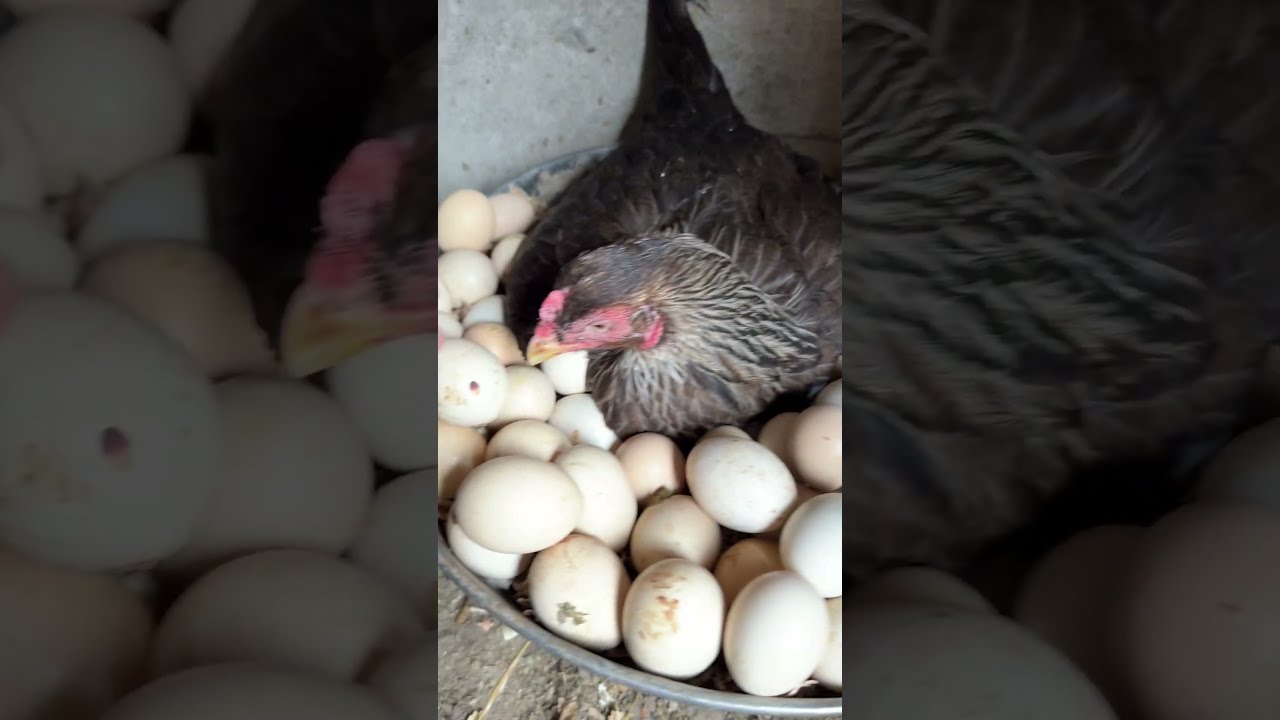 2 Angry Hens Competition For Egg Hatching Viral