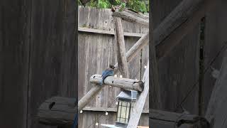 Steller's Jay with an Eye Injury #birds #nature