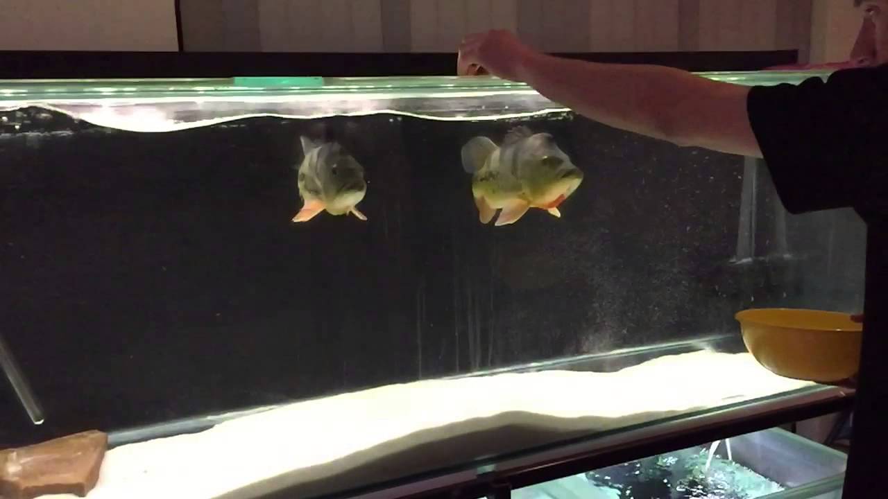 Slow Motion Of Peacock Bass Eating YouTube
