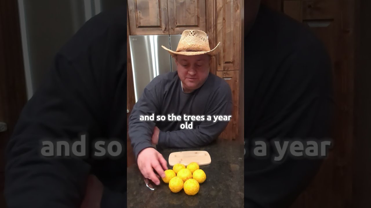 What homegrown Yuzus taste like 🍋