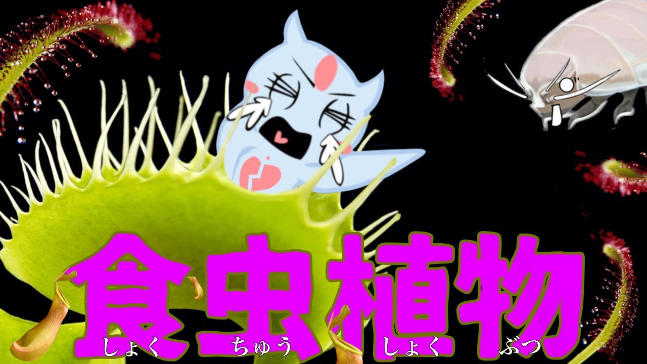 食虫植物の森に飛ばされちゃったよー！危険から身を守り海に帰るのです！