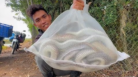 Trúng Luồng Rắn Hổ Hành Chuyến Đầu Tiên Trúng Lớn