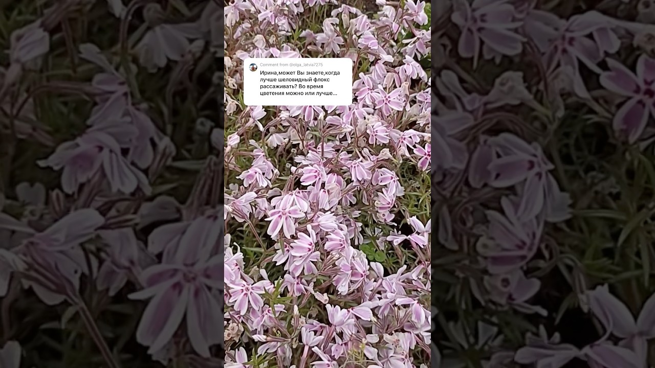 Флокс шеловидный - лучшее средство в борьбе с сорняками. Когда можно рассаживать 